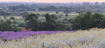 Butași de Lavanda Angustifolia Sevtopolis Pachet de 100 butași cu livrare din 25 octombrie