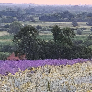 Iată interpretarea celorlalte valori importante din buletinul de analize (lotul 1781-UEL)