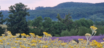 Cum se produce un ulei de masaj pentru picioare bosite .