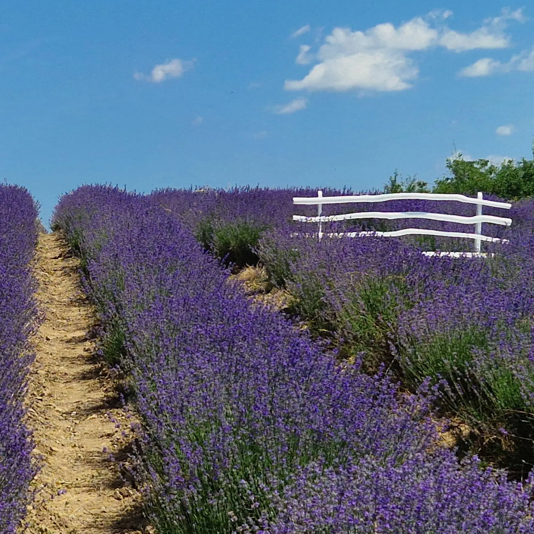 Toner Revigorant pentru Picioare Obosite cu Apă de Lavandă, Rozmarin, Coada-Șoricelului și Vetrice  - 100 ml