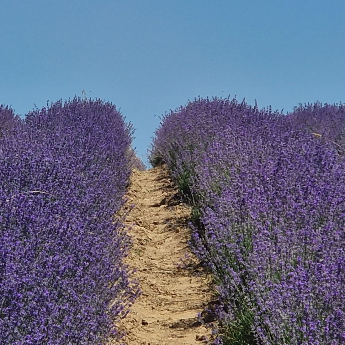 Toner Facial Anti-Pigmentare cu Apă Florală de Lavandă, Immortelle și Morcov Sălbatic  - 100 ml