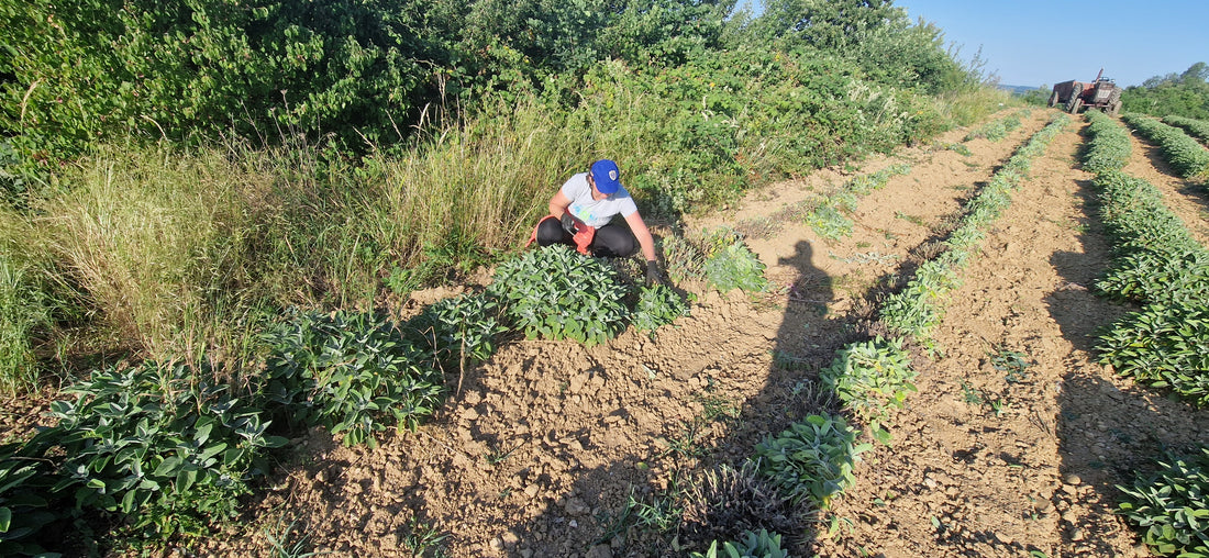 Ulei Esențial de Salvie Oficinală - 10ml. Lasă natura să-ți mângâie simțurile și să-ți umple casa cu armonie. Pentru suflet. Pentru liniște. Pentru tine.