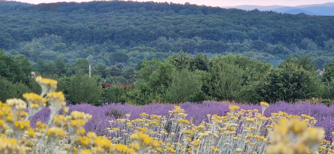Ulei pentru unghii - 10 ml