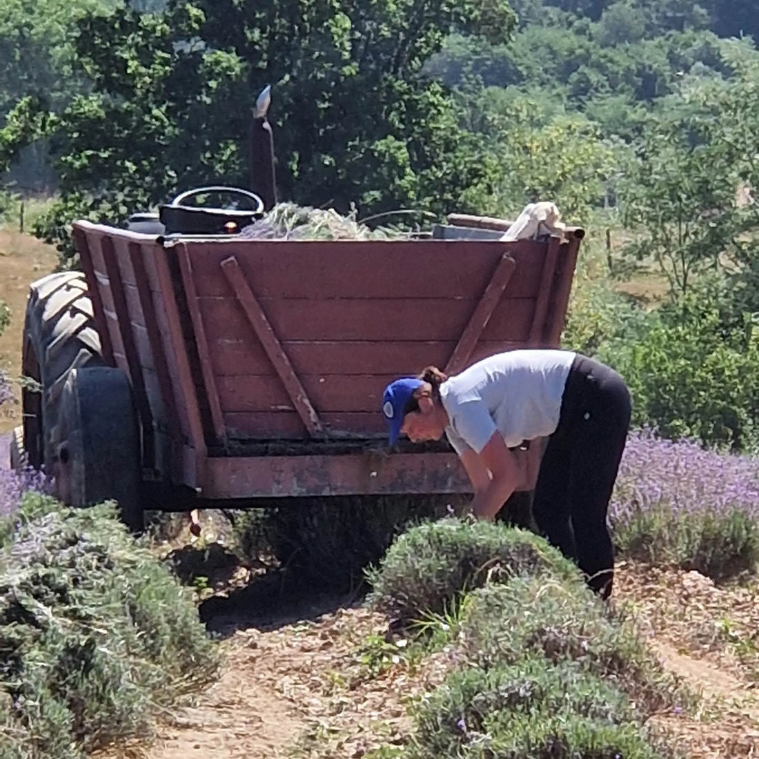 Ulei Esențial de Lavandă 10ml. Lasă natura să-ți mângâie simțurile și să-ți umple casa cu armonie. Pentru suflet. Pentru liniște. Pentru tine.