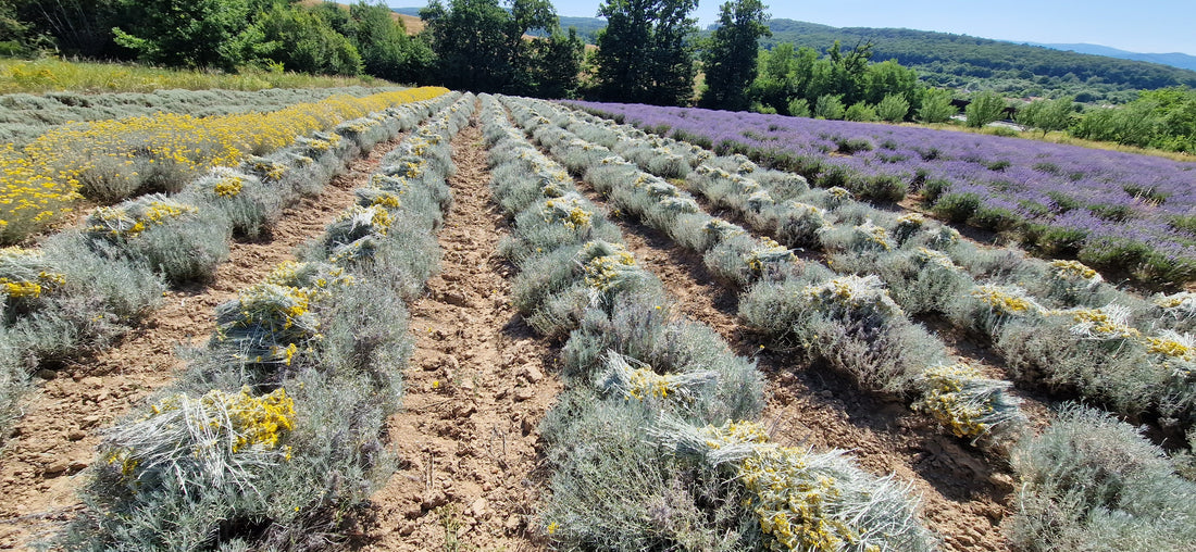 Hidrolat de Helichrysum 100ml. Descoperă strălucirea pielii tale! Să ne amintim că pielea noastră poartă poveștile tuturor clipelor trăite.