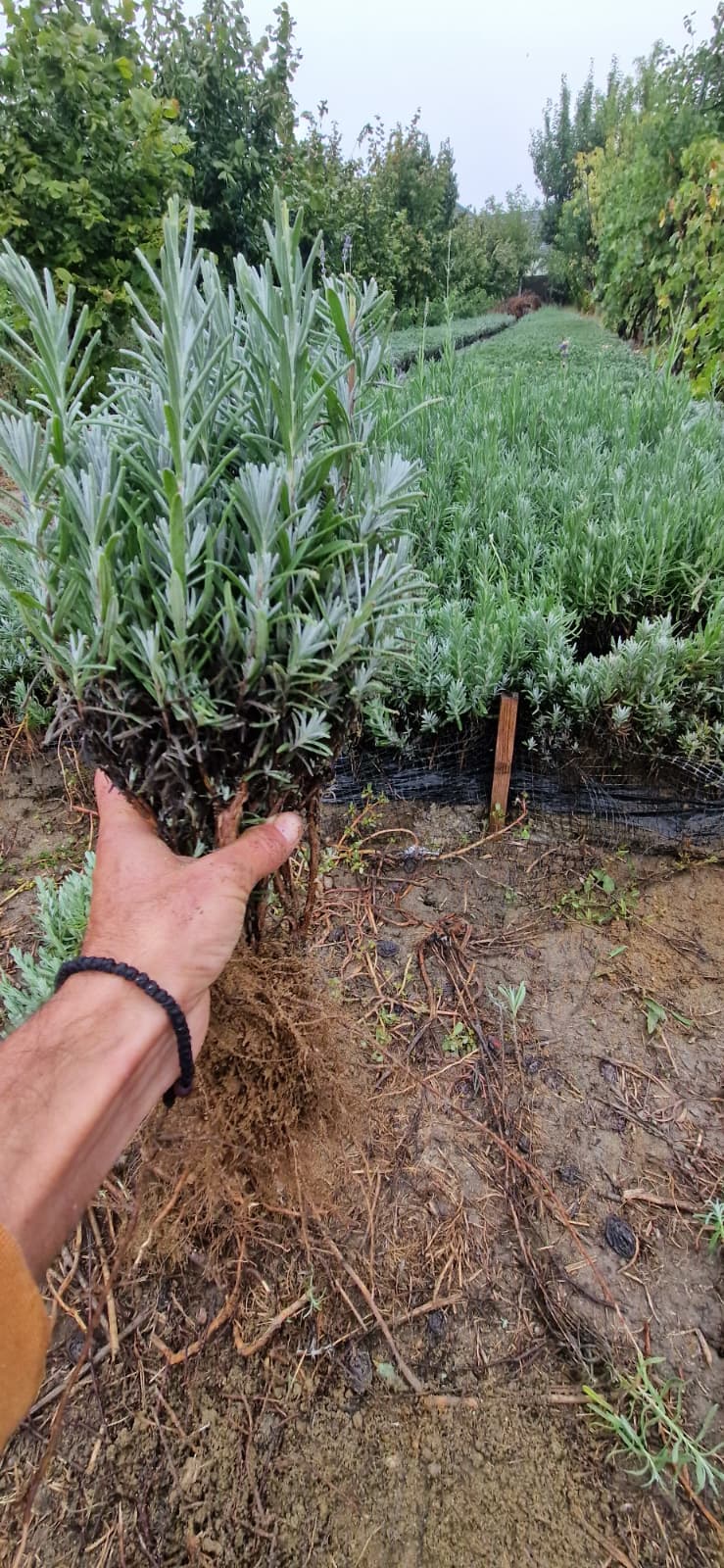 Butași de   Lavanda Angustifolia Sevtopolis Pachet de 100 butași cu livrare din 25 octombrie