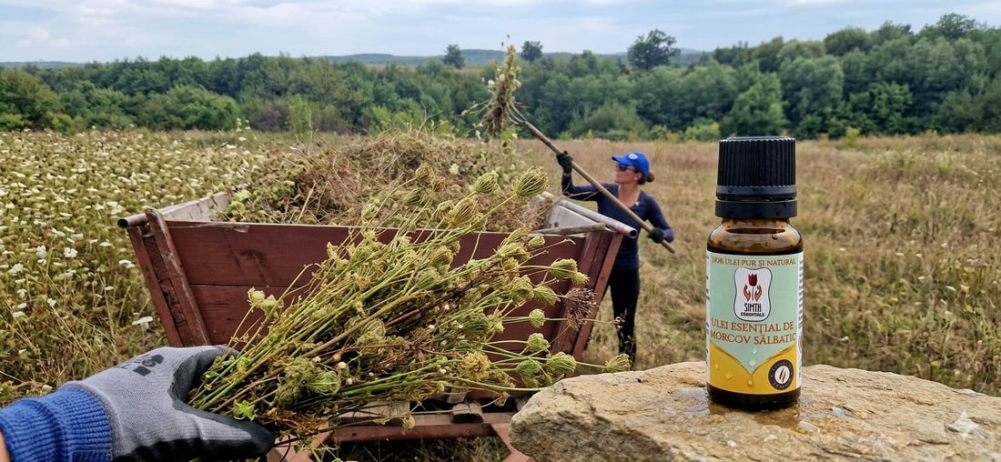 Ulei Esențial pur de Morcov Sălbatic – Elixirul Regenerării Absolute - 10ml