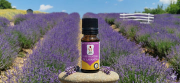 Ulei Esențial de Lavandă 10ml. Lasă natura să-ți mângâie simțurile și să-ți umple casa cu armonie. Pentru suflet. Pentru liniște. Pentru tine.