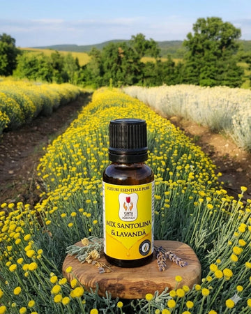 Mix Ulei Esențial de Santolina & Lavandă -  10ml .Lasă natura să-ți mângâie simțurile și să-ți umple casa cu armonie. Pentru suflet. Pentru liniște. Pentru tine.