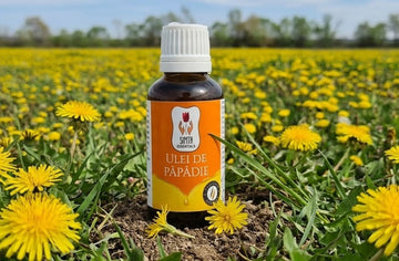 Ulei de Păpădie Macerat 30ml. Descoperă strălucirea pielii tale! Să ne amintim că pielea noastră poartă poveștile tuturor clipelor trăite.