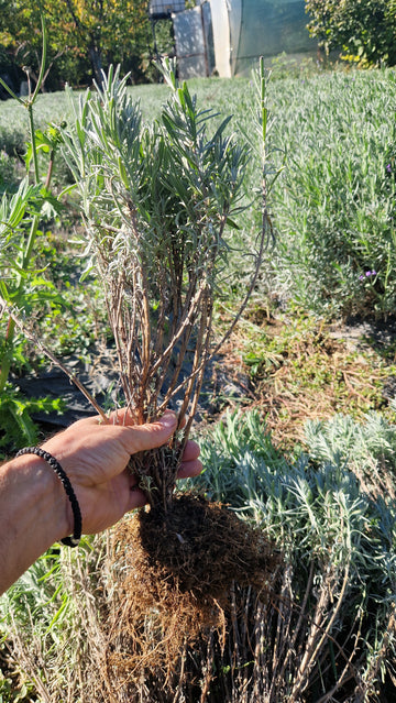 Butași de Lavanda Angustifolia 'Sevtopolis PRE COMANDA , Pachet de 50 butași cu LIVRARE DIN 28 OCTOMBRIE