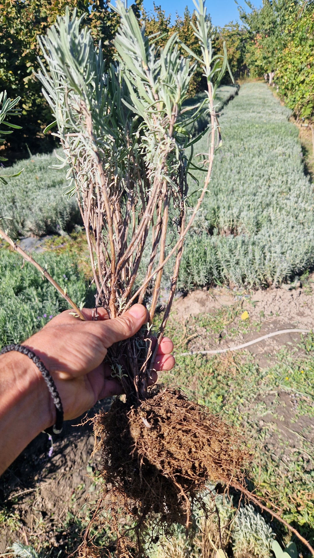 Butași de   Lavanda Angustifolia Sevtopolis Pachet de 100 butași CU LIVRARE DIN 28 OCTOMBRIE