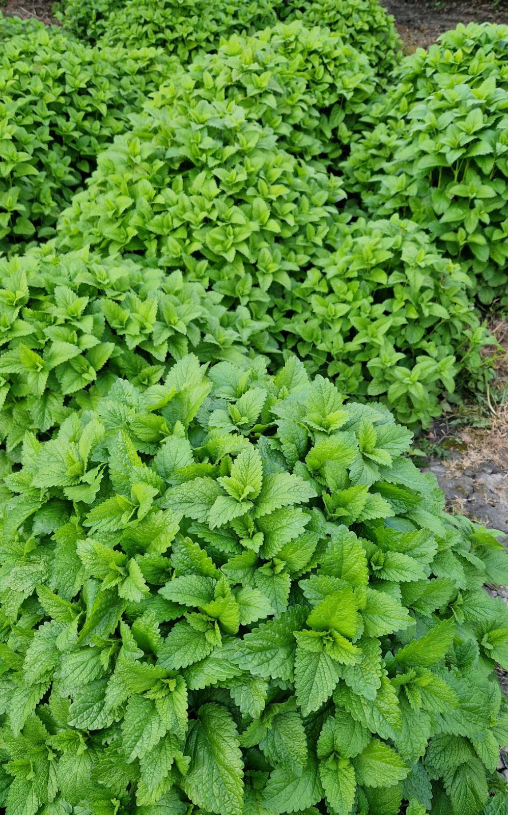 Hidrolat de Melissa 100ml . Descoperă strălucirea pielii tale! Să ne amintim că pielea noastră poartă poveștile tuturor clipelor trăite.